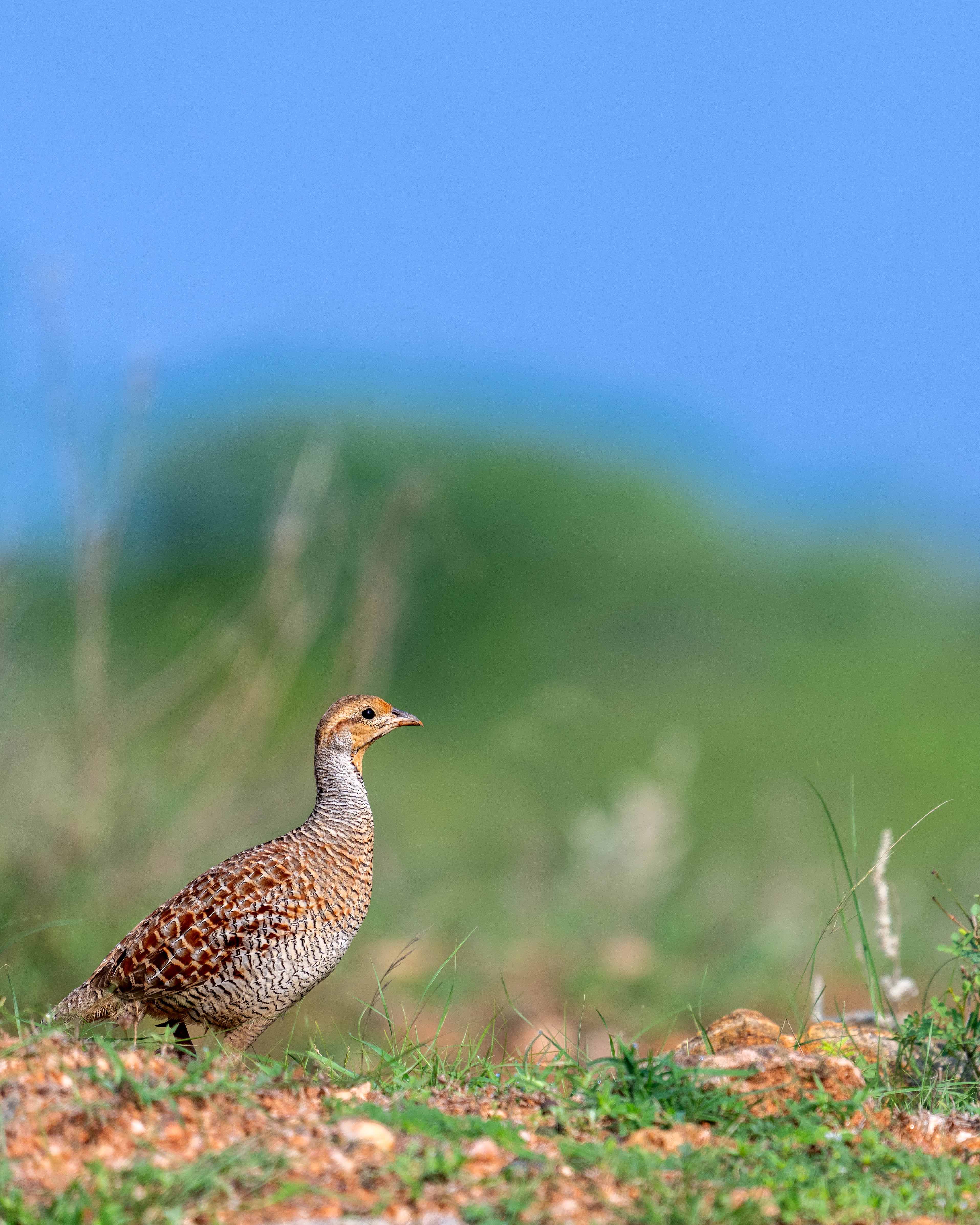 Bird Image